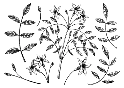 Hand sketched Jasmine botanical illustration. Vector leaves and flowers set. Common Jasmine - hand-drawn flowering plant in engraved style. Floral drawing on white background.